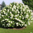 50 Hydrangea Seeds White Flower Bush Hedge Shrub Hydrangea Quercifolia Fast Shipping