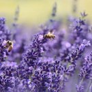 200 Lavender Seeds Vera English Lavender Nongmo Variety Sizes Shi Fast Shipping 200 Lavender Seeds Vera English Lavender Nongmo Variety Sizes Shi Fast Shipping