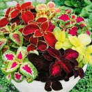 Coleus Rainbow Mix Flower Seeds Nongmo Fresh Harvest Fast Shipping Coleus Rainbow Mix Flower Seeds Nongmo Fresh Harvest Fast Shipping