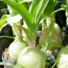 Albuca Bracteata Pregnant Onion Rare Ornithogalum Exotic Bulb Seed Pack 10 Seeds Fast Shipping Albuca Bracteata Pregnant Onion Rare Ornithogalum Exotic Bulb Seed Pack 10 Seeds Fast Shipping