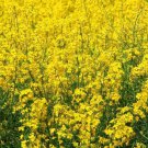 Yellow Mustard Seeds 500 Microgreens Make Your Own Mustard Fast Shipping Yellow Mustard Seeds 500 Microgreens Make Your Own Mustard Fast Shipping