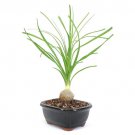 Ponytail Palm Bonsai Tree 2 4 Years Old 10 12 Tall Potted In 5 Pot Fast Shipping