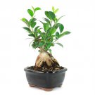 Ginseng Ficus Bonsai Tree 35 Years Old 6 10 Tall Potted In 5 Ceramic Fast Shipping Ginseng Ficus Bonsai Tree 35 Years Old 6 10 Tall Potted In 5 Ceramic Fast Shipping