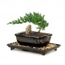 Juniper Bonsai Tree 34 Years Old 6 8 Tall Potted In 6 Ceramic Bonsai Fast Shipping Juniper Bonsai Tree 34 Years Old 6 8 Tall Potted In 6 Ceramic Bonsai Fast Shipping