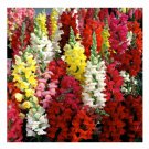 3000 Snapdragon Seeds Tetra Mix Multi Color Blooms Bees Butterflies Fast Shipping 3000 Snapdragon Seeds Tetra Mix Multi Color Blooms Bees Butterflies Fast Shipping