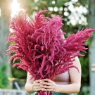 Amaranth Seeds Red Garnet Amaranthus Caudatus 500 Seeds Fast Shipping Amaranth Seeds Red Garnet Amaranthus Caudatus 500 Seeds Fast Shipping