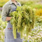 Amaranthus Seeds Viridis Amaranthus Caudatus 500 Seeds Green Flowers Fast Shipping Amaranthus Seeds Viridis Amaranthus Caudatus 500 Seeds Green Flowers Fast Shipping
