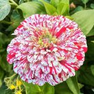 Peppermint Stick Zinnia Seeds 50 Seeds Flower Elegans Fast Shipping Peppermint Stick Zinnia Seeds 50 Seeds Flower Elegans Fast Shipping