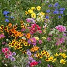 Late Bloomer Wildflower Mix 35Seeds Autumn Flowers Fall Bloom Fast Shipping Late Bloomer Wildflower Mix 35Seeds Autumn Flowers Fall Bloom Fast Shipping