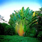 Travelers Palm Tree 5 Seeds Ravenala Madagascariensis Bird Of Paradise Plant Fast Shipping