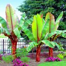 5 Red Abyssinian M Ensete Ventricosum False Banana Plant Tree Seeds Rare Fast Shipping 5 Red Abyssinian M Ensete Ventricosum False Banana Plant Tree Seeds Rare Fast Shipping