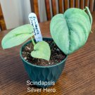 Scindapsis Silver Hero Fast Shipping Scindapsis Silver Hero Fast Shipping