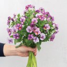 Viola Floral Power Plum Antique 50 Seeds Fast Shipping Viola Floral Power Plum Antique 50 Seeds Fast Shipping