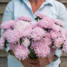 Soufflé Light Pink China Aster 25 Seeds Fast Shipping
