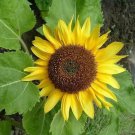 Big Smile Dwarf Sunflower 10 Seeds Fast Shipping Big Smile Dwarf Sunflower 10 Seeds Fast Shipping