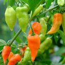 Habanada Sweet Pepper 10 Seeds Fast Shipping Habanada Sweet Pepper 10 Seeds Fast Shipping