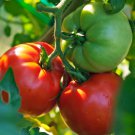 Better Boy Plus Tomato 15 Seeds Fast Shipping
