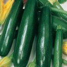 Elite Hybrid Zucchini 8 Seeds Fast Shipping