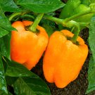 Orange Blaze Bell Pepper 8 Seeds Fast Shipping Orange Blaze Bell Pepper 8 Seeds Fast Shipping