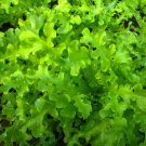 Green Salad Bowl Lettuce 400 Seeds Fast Shipping Green Salad Bowl Lettuce 400 Seeds Fast Shipping