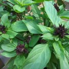 Thai Basil Seeds Fast Shipping Thai Basil Seeds Fast Shipping