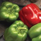 Better Belle Pepper Seeds Fast Shipping Better Belle Pepper Seeds Fast Shipping