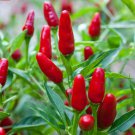 Thai Hot Pepper 15 Seeds Fast Shipping Thai Hot Pepper 15 Seeds Fast Shipping
