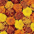Petite Mix Marigold 100 Seeds Fast Shipping Petite Mix Marigold 100 Seeds Fast Shipping