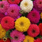 Candy Mix Zinnia 50 Seeds Fast Shipping Candy Mix Zinnia 50 Seeds Fast Shipping