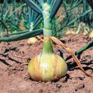 Walla Walla Onion 100 Seeds Fast Shipping Walla Walla Onion 100 Seeds Fast Shipping