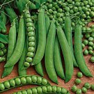 Green Arrow Shelling Pea 50 Seeds Fast Shipping Green Arrow Shelling Pea 50 Seeds Fast Shipping