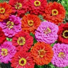 Merlot Mix Zinnia 100 Seeds Fast Shipping Merlot Mix Zinnia 100 Seeds Fast Shipping