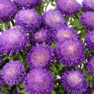 Bonita Light Blue Aster Seeds Fast Shipping Bonita Light Blue Aster Seeds Fast Shipping