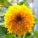 Teddy Bear Dwarf Sunflower 25 Seeds Fast Shipping Teddy Bear Dwarf Sunflower 25 Seeds Fast Shipping