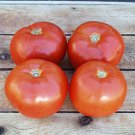 Dixie Red Tomato Seeds 5 Seeds Fast Shipping Dixie Red Tomato Seeds 5 Seeds Fast Shipping