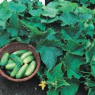 Bush Pickle Cucumber 25 Seeds Fast Shipping Bush Pickle Cucumber 25 Seeds Fast Shipping