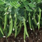 Snak Hero Snap Pea 50 Seeds Fast Shipping Snak Hero Snap Pea 50 Seeds Fast Shipping