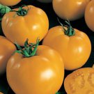 Sunny Boy Tomato Seeds Fast Shipping