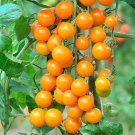 Sun Gold Tomato 8 Seeds Fast Shipping Sun Gold Tomato 8 Seeds Fast Shipping