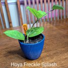 Hoya Carnosa Freckles Splash Fast Shipping Hoya Carnosa Freckles Splash Fast Shipping