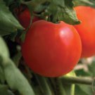Charger Tomato 20 Seeds Fast Shipping
