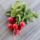 Champion Radish 200 Seeds Fast Shipping Champion Radish 200 Seeds Fast Shipping
