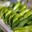 Takara Shishito Pepper 20 Seeds Fast Shipping Takara Shishito Pepper 20 Seeds Fast Shipping