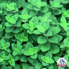 Cleopatra Oregano 100 Seeds Fast Shipping Cleopatra Oregano 100 Seeds Fast Shipping