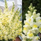 1000 Orleans Early Lemon Yellow Snapdragon Seeds Fast Shipping 1000 Orleans Early Lemon Yellow Snapdragon Seeds Fast Shipping