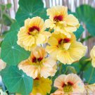 50 Dwarf Peach Melba Nasturtium Seeds Fast Shipping 50 Dwarf Peach Melba Nasturtium Seeds Fast Shipping