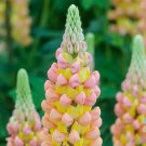 25 African Sunset Lupine Seeds Fast Shipping 25 African Sunset Lupine Seeds Fast Shipping