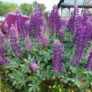 25 Cobb Mountain Lupine Seeds Fast Shipping 25 Cobb Mountain Lupine Seeds Fast Shipping
