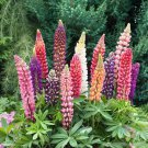 25 Russell Mix Lupine Seeds Fast Shipping