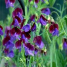 50 Wild Annual Sweet Pea Seeds Fast Shipping 50 Wild Annual Sweet Pea Seeds Fast Shipping